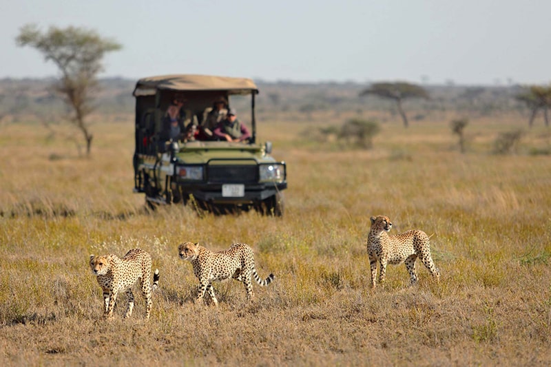 luxury safari serengeti